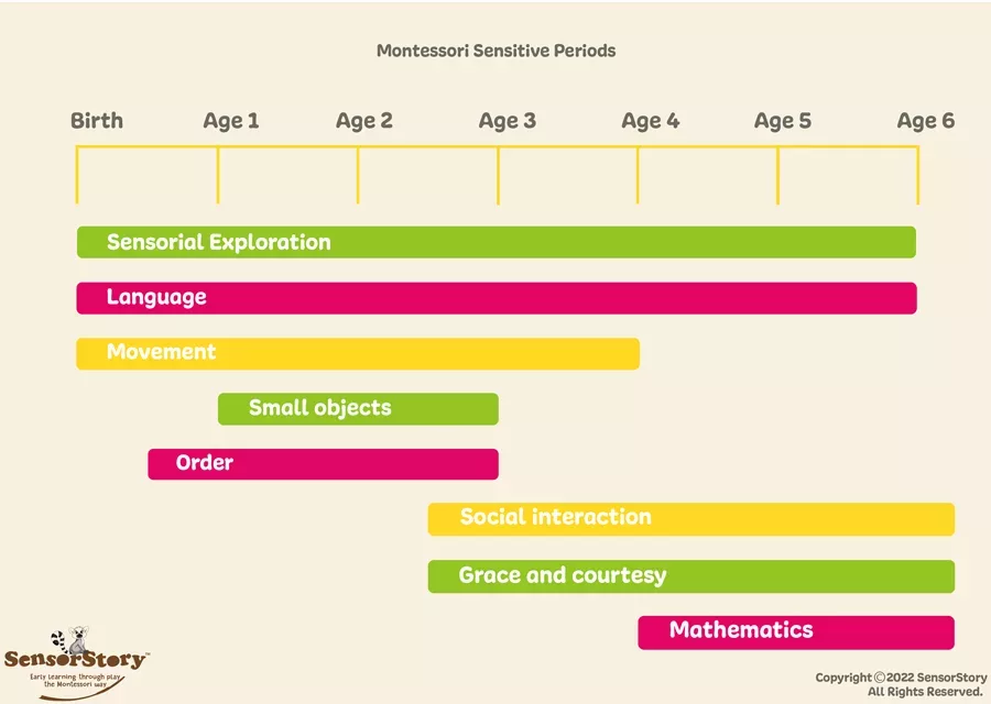 Montessori sensitive periods graph
